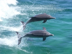 Want to see dolphins but dont want to get wet? thats fine! Join the tour as a spectator with this special offer online with Sightseeing Pass Australia 