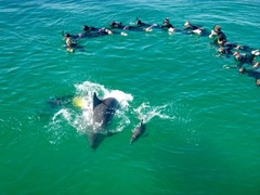 See dolphins in their natural environment in Rockingham.  Book your spot as a spectator on board to witness the beautiful interaction on this tour.  Sightseeing Pass Australia is offering a special price when you book online today!