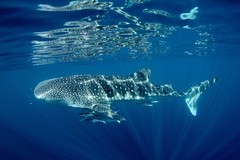Join a tour from Exmouth to swim with whale sharks on Ningaloo Reef