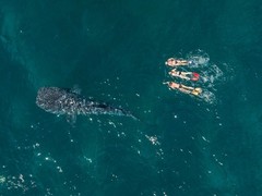 Swim with whale sharks and other marine animals in Exmouth Western Australia