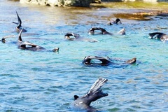 Rottnest Island has an abundance of wildlife so book your tour with us today