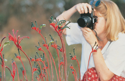 There are at least 8000 flowering species of plant in Western Australia South West Wildflower Tour