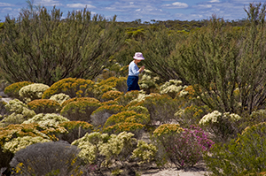 Stirling Range National Park has wildflowers in abundance for the keen wildflower hunter Wildflowers Australia's South West