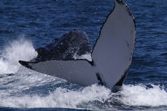 View whales in Perth Western Australia