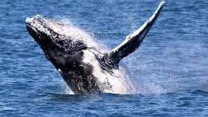 Rottnest Express Enjoy whale watching from Perth or Fremantle