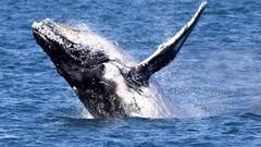 Enjoy whale watching from Perth or Fremantle