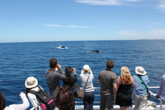 Want to see whales? Join a tour with Rottnest Express