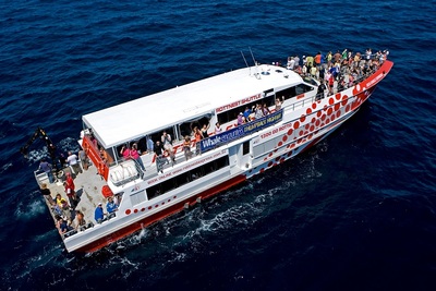 Rottnest Express Humpback whales migrate to Perth seasonally. Join a whale watching tour to see them