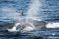 There are many whale-watching cruises available as well as plenty of land-based lookouts with excellent vantage points.