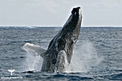 Follow the epic annual migration of humpback, southern right whales and the rare blue whale, from the food-rich Southern Ocean to warm breeding grounds on the north Kimberley coast.