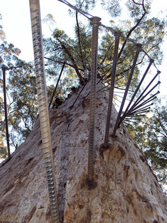 Tick the box visiting Valley of the Giants Tree Top Walk with Sightseeing Pass