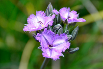 Southwest Wildflower Tours Wildflowers in Western Australia's South West region are popular with our escorted tours