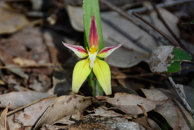 Southwest Wildflower Tours Wildflower season is a popular tour option when visiting Western Australia