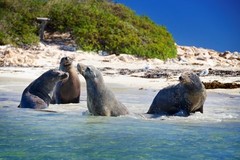 Friendly seals can be seen when you join a Penguin Island Wildlife Cruise. Book today with Sightseeing Pass Australia