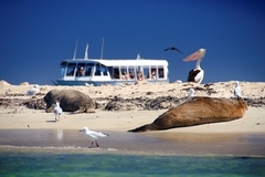 Join a penguin island wildlife cruise with Sightseeing Pass Australia