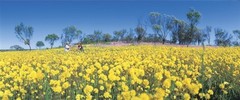 Wildflower season in Western Australia is where you can see over 13,000 different species of wildflowers. Book a tour with Sightseeing Pass Australia today for the best way to get up close to the wildflowers.