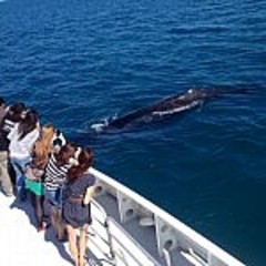 Whale watching season is at it's best this year in Perth so make sure you book your tour with Sightseeing Pass Australia