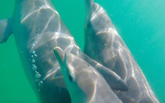 Get up close to wild dolphins on this swim book with Sightseeing Pass Australia