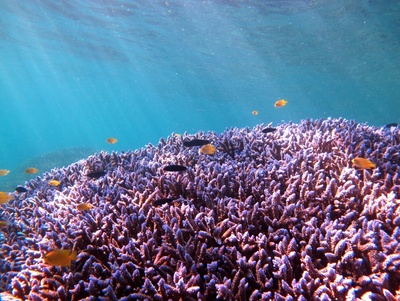 Ningaloo Discovery Tours Spectacular snorkelling on the Ningaloo Reef