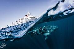 Join an adventure of a lifetime snorkelling with the Whaleshark giants at Ningaloo Reef with Sightseeing Pass Australia. 