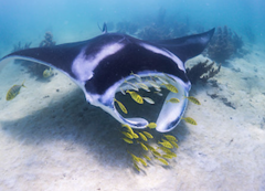 Mantra Rays can be seen up close on this exciting Marine Eco Tour. Book online today with Sightseeing Pass Australia.