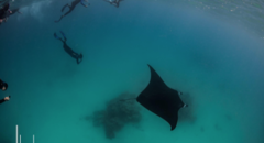 Mantra Rays can be seen up close on this exciting Marine Eco Tour.  Book online today with Sightseeing Pass Australia.