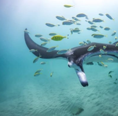 Get up close to the Manta Ray's on this Marine Eco Tour. Book online today with Sightseeing Pass Australia.