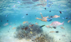Ningaloo Reef snorkel tours can be booked with us today