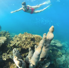 Snorkelling at Ningaloo Reef is easy with one of our tours.  Book online with Sightseeing Pass Australia today and SAVE!