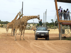 Visit the famous Monarto Zoo in Adelaide by purchasing your tickets with Sightseeing Pass South Australia