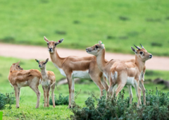 Monarto Safari Park in Adelaide by purchasing your tickets with Sightseeing Pass South Australia