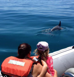 Join this ocean experience getting up close to Kangaroo Island's wild dolphins. Book online today with Sightseeing Pass Australia.