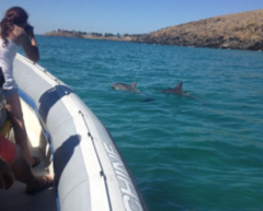 Join this ocean experience getting up close to Kangaroo Island's wild dolphins.  Book online today with Sightseeing Pass Australia.