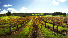 Stunning Adelaide Hills can be seen best with an all inclusive tour book it today!