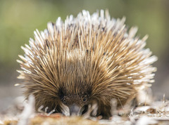 Visit Cleland Wildlife Tours in Adelaide by booking online with Sightseeing Pass South Australia