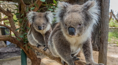 Visit Cleland Wildlife Tours in Adelaide by booking online with Sightseeing Pass South Australia