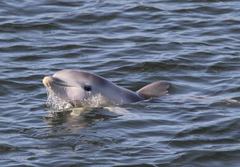 Book your Dolphin Sanctuary & Ships Graveyard Kayak tour with Sight Seeing Pass Australia 