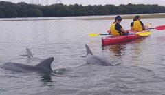 Book your Dolphin Sanctuary & Ships Graveyard Kayak tour with Sight Seeing Pass Australia
