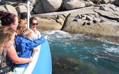 Get up close to the dolphins and more on this family friendly cruise. Book today with Sightseeing Pass South Australia