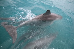 Get up close to the dolphins and more on this family friendly cruise. Book today with Sightseeing Pass South Australia