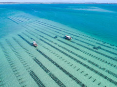 Join this Coffin Bay Oyster Farm Tour whilst visiting South Australia.  Book with Sightseeing Pass Australia today.
