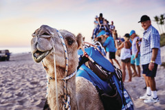 Jump on a camel ride on Broome's famous Cable Beach.  Book with Sightseeing Pass Australia