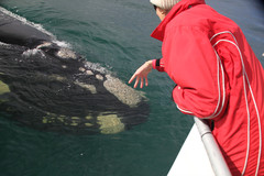 Jump on a 2 hour Whale Watching Tour from Augusta to get an up close experience.  Book with Sightseeing Pass Australia today!