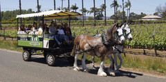 Jump on a 30 minute express horse wagon tour and explore the Swan Valley a different way.  Book with Sightseeing Pass Australia today.