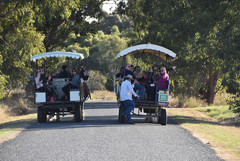 Jump on a 30 minute express horse wagon tour and explore the Swan Valley a different way.  Book with Sightseeing Pass Australia today.