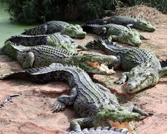 Be sure to book a tour to the Malcolm Douglas Crocodile Park on your next visit to Broome