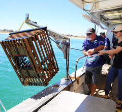Catch your own Western Australia lobster on this Rottnest Seafood Cruise.  Book with Sightseeing Pass Australia today for an all inclusive indulgent tour!