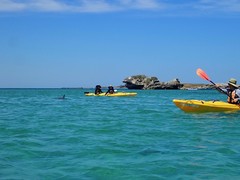Experience Penguin Island with a full day kayak tour.  Book with Sightseeing Pass Australia today.