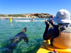 Experience Penguin Island with a full day kayak tour.  Book with Sightseeing Pass Australia today.