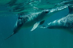 Perth Wildlife Encounters Dolphin Swim in Western Australia